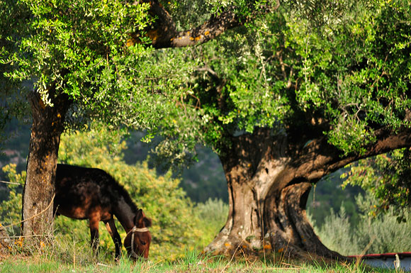 mule in Lahos ithaca greece