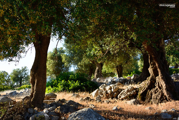 chani olive trees